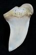 Mako Shark Tooth Fossil (Sharktooth Hill) #2100-1